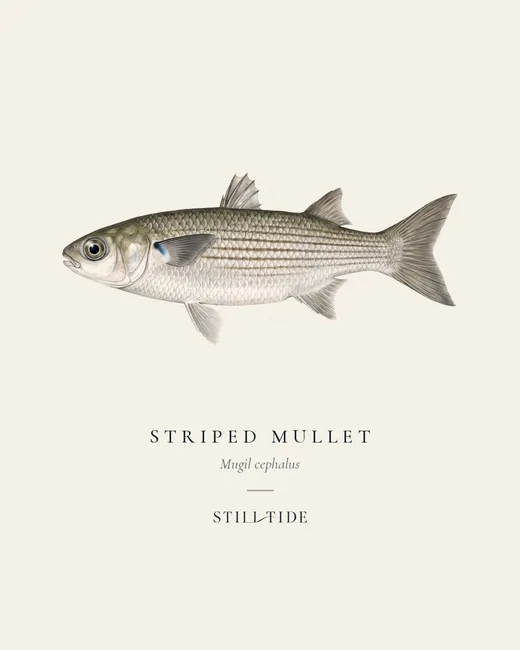 Striped Mullet (Mugil cephalus) specimen print