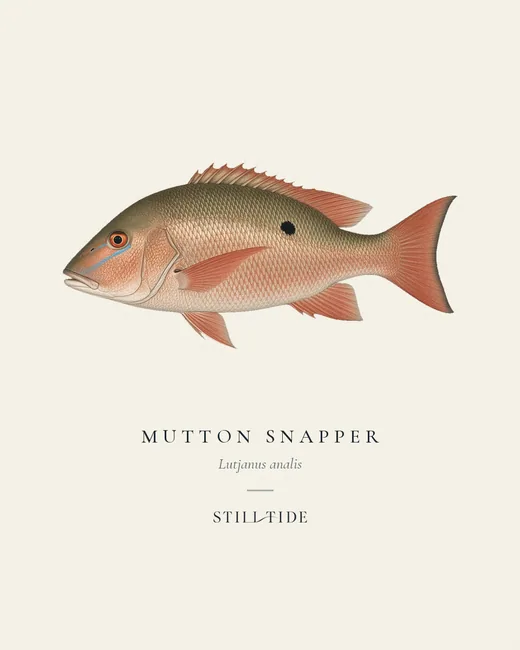 Mutton Snapper (Lutjanus analis) specimen print