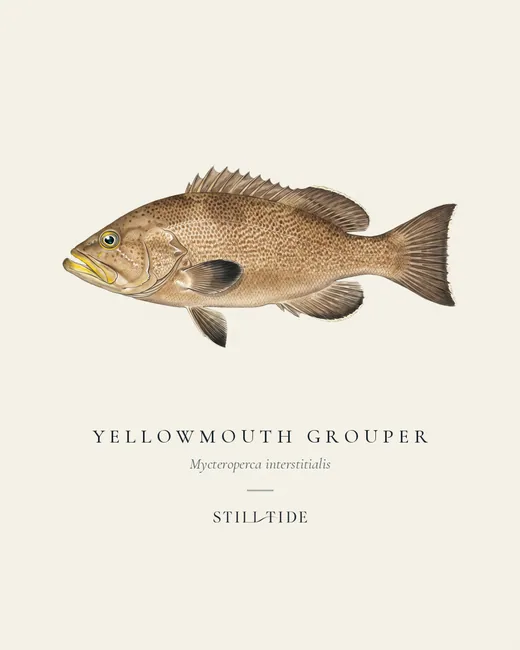 Yellowmouth Grouper specimen print