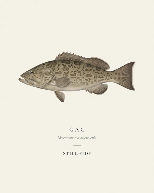 Gag (Mycteroperca microlepis) specimen print