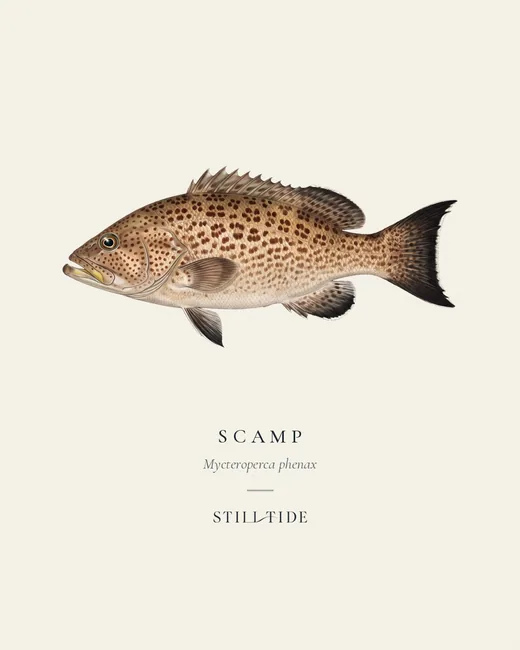 Scamp specimen print