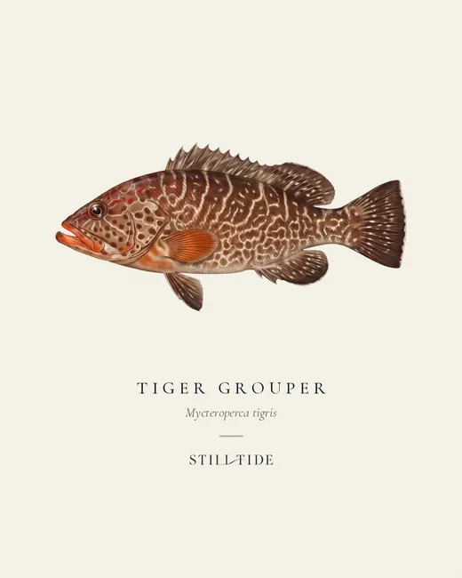 Tiger Grouper specimen print