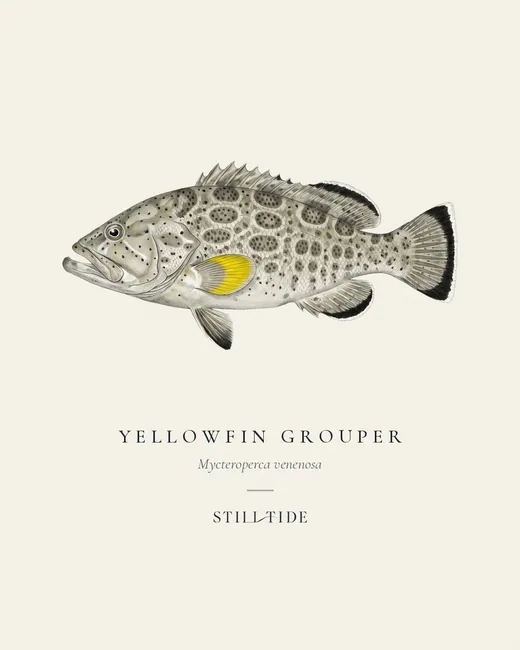 Yellowfin Grouper specimen print