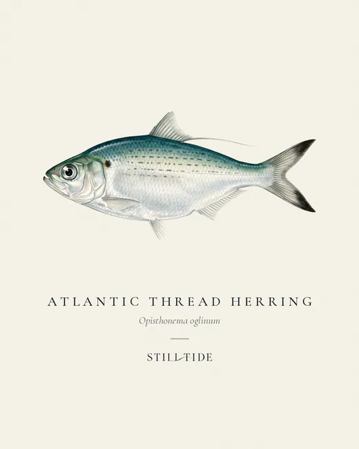 Atlantic Thread Herring (Opisthonema oglinum) specimen print