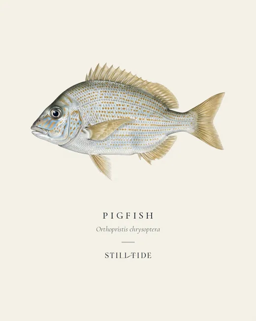 Pigfish (Orthopristis chrysoptera) specimen print
