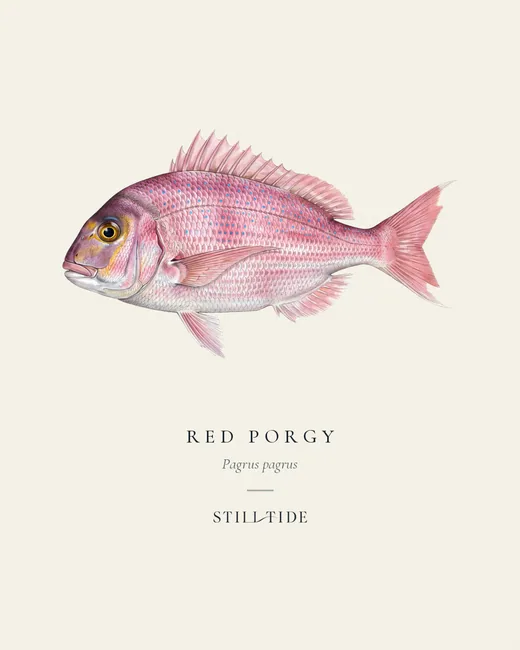Red Porgy specimen print