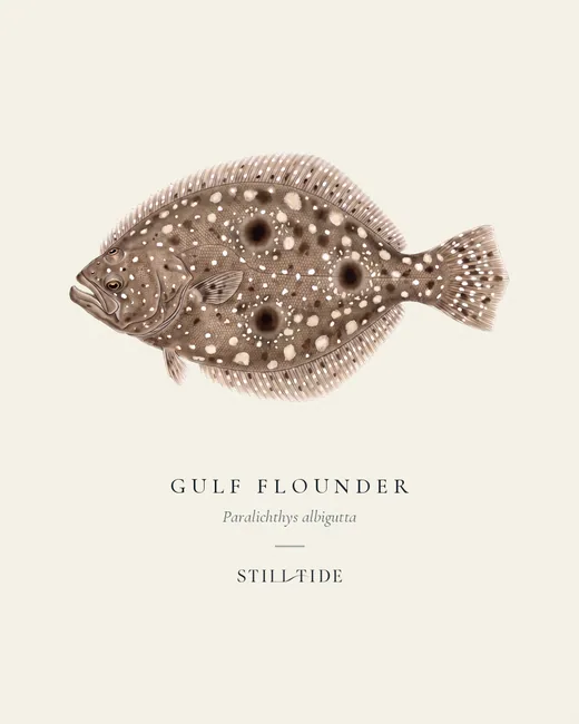 Gulf Flounder specimen print
