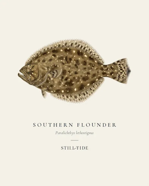 Southern Flounder specimen print