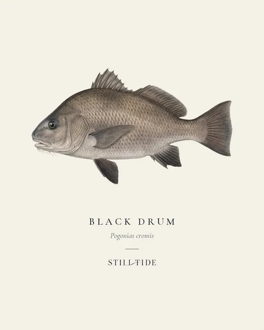 Black Drum specimen print