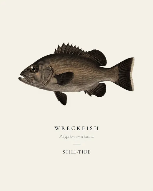 Wreckfish specimen print