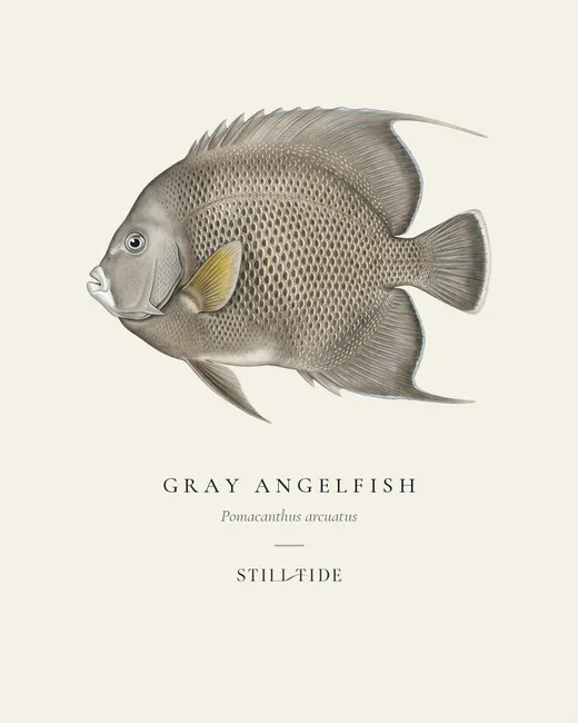 Gray Angelfish specimen print