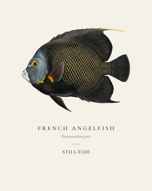 French Angelfish (Pomacanthus paru) specimen print