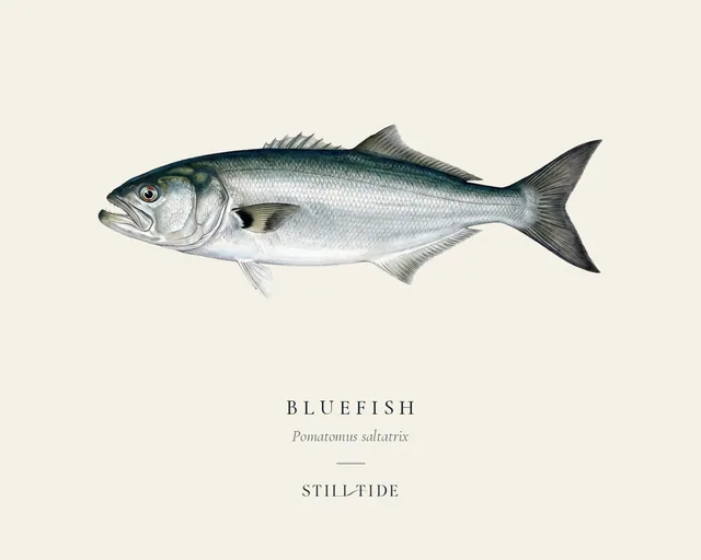 Bluefish specimen print