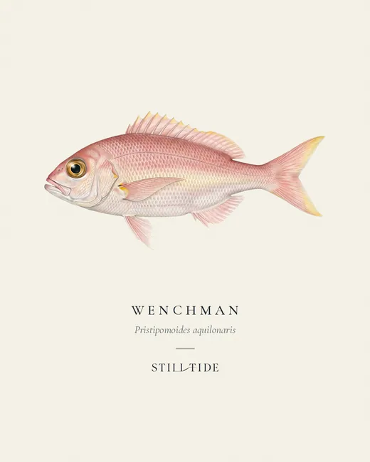 Wenchman specimen print