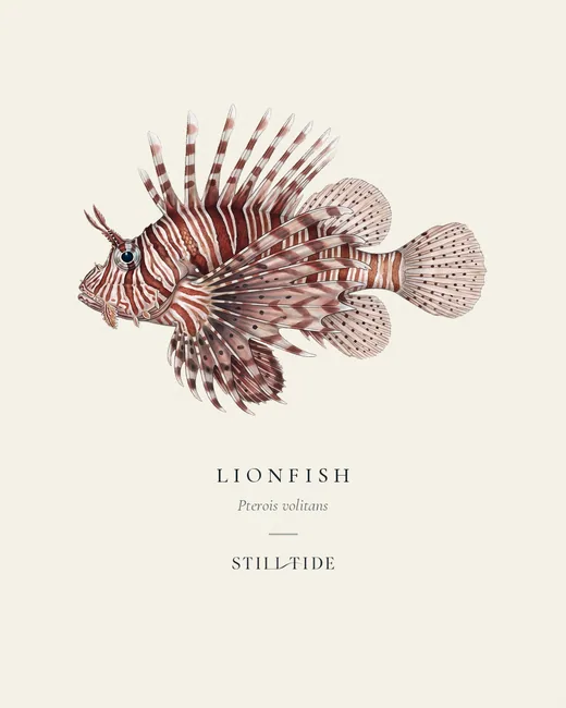 Lionfish specimen print