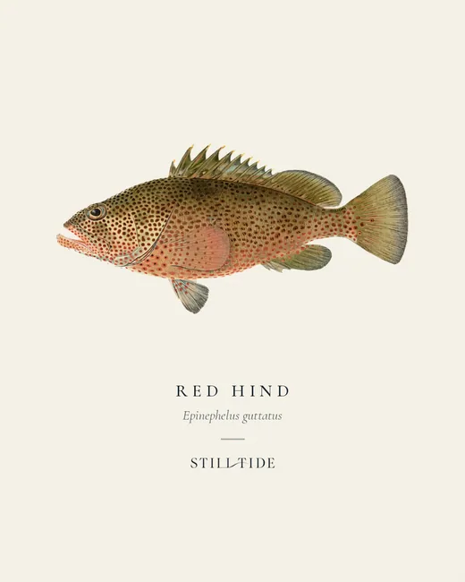 Red Hind specimen print