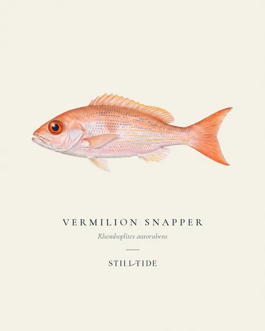 Vermilion Snapper specimen print