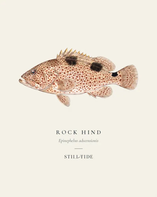 Rock Hind specimen print