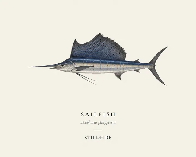 Sailfish (Istiophorus platypterus) specimen print