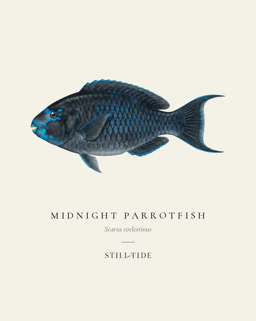 Midnight Parrotfish specimen print