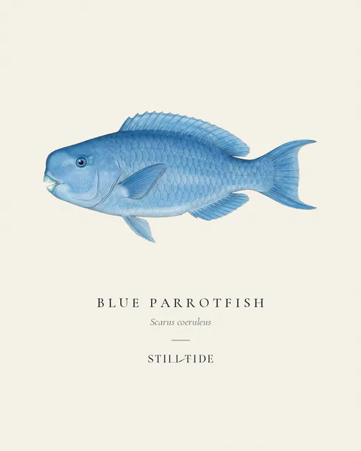 Blue Parrotfish specimen print