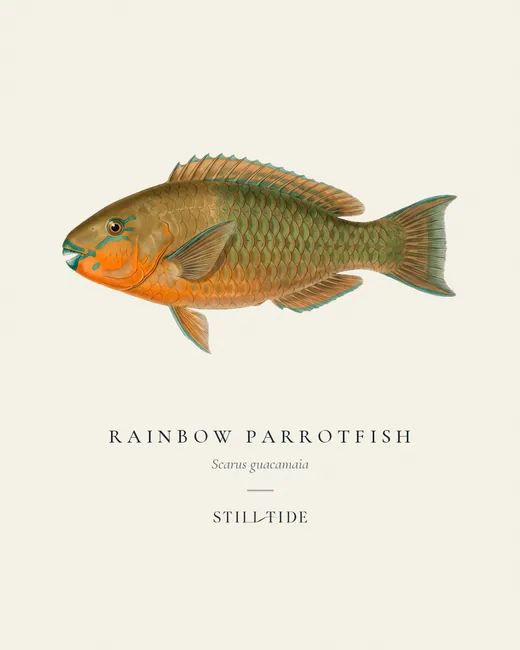Rainbow Parrotfish specimen print
