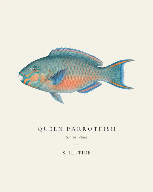 Queen Parrotfish specimen print