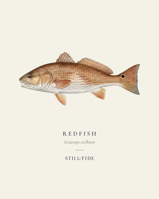 Redfish (Sciaenops ocellatus) specimen print