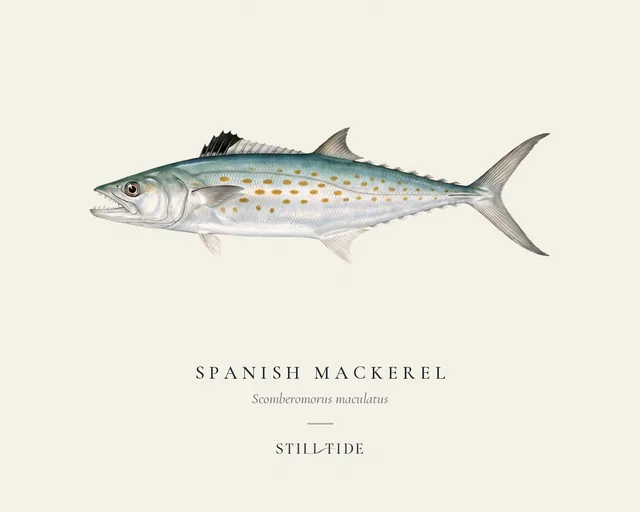 Spanish Mackerel specimen print