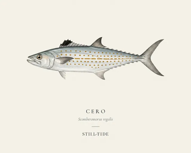 Cero specimen print