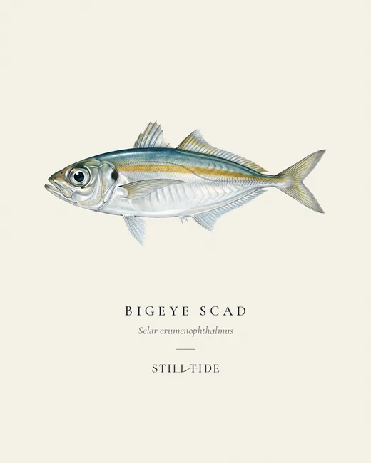 Bigeye Scad (Selar crumenophthalmus) specimen print