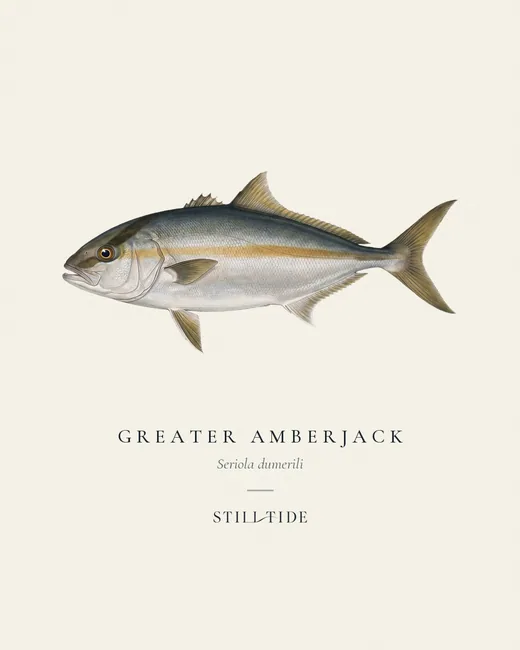 Greater Amberjack specimen print