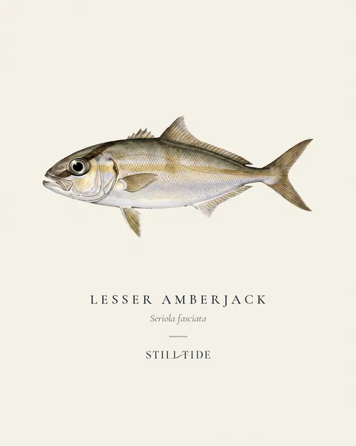 Lesser Amberjack specimen print