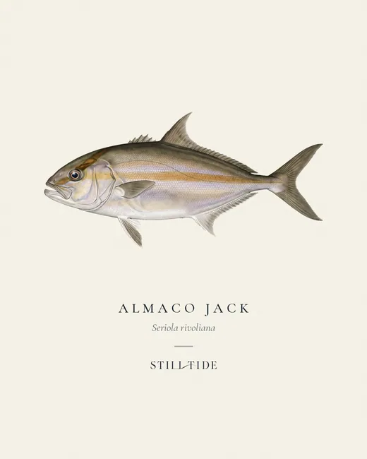Almaco Jack specimen print