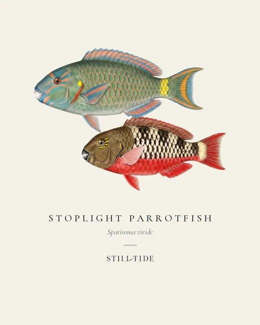 Stoplight Parrotfish (Sparisoma viride) specimen print
