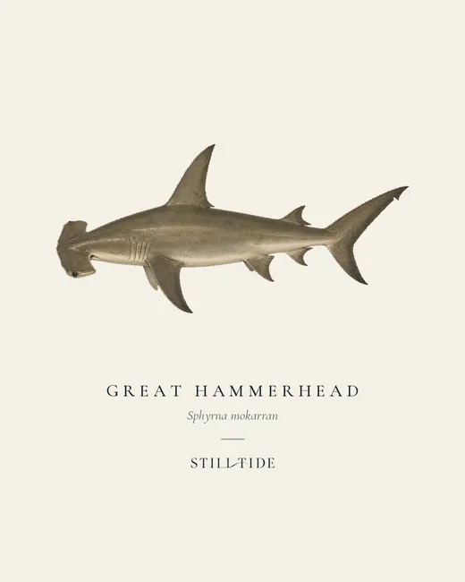 Great Hammerhead (Sphyrna mokarran) specimen print
