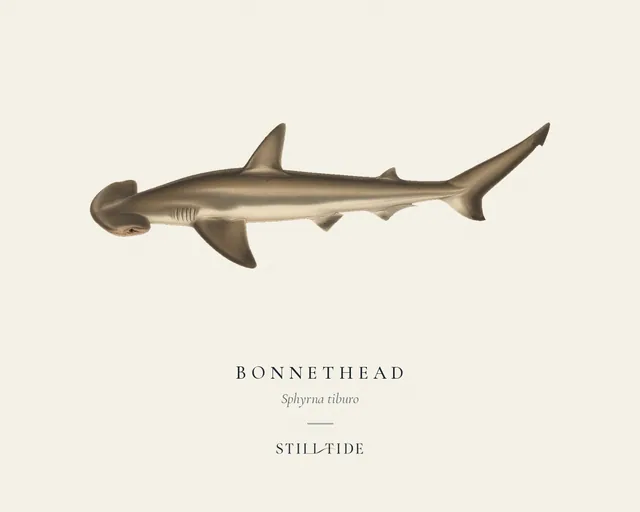 Bonnethead (Sphyrna tiburo) specimen print