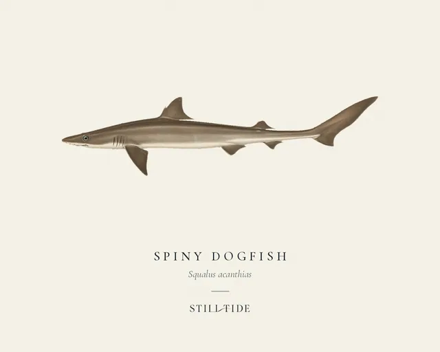 Spiny Dogfish (Squalus acanthias) specimen print