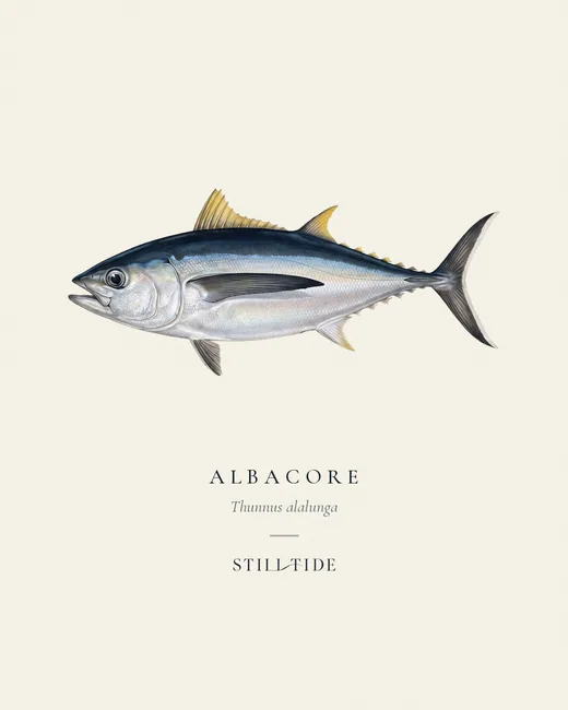 Albacore specimen print