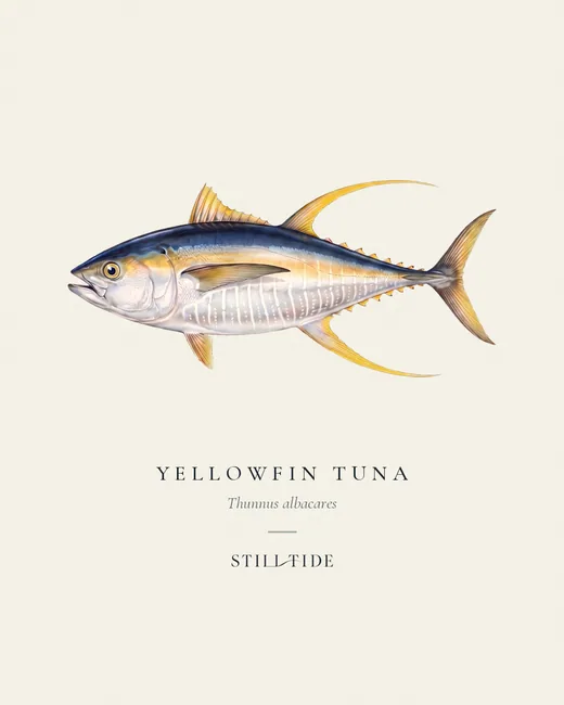 Yellowfin Tuna specimen print