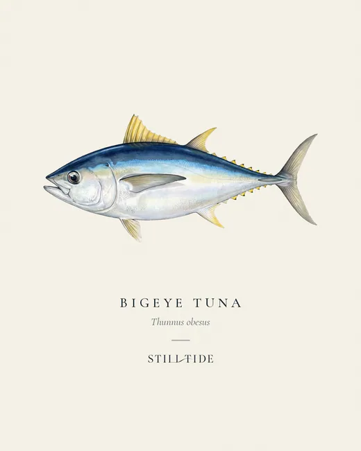 Bigeye Tuna specimen print