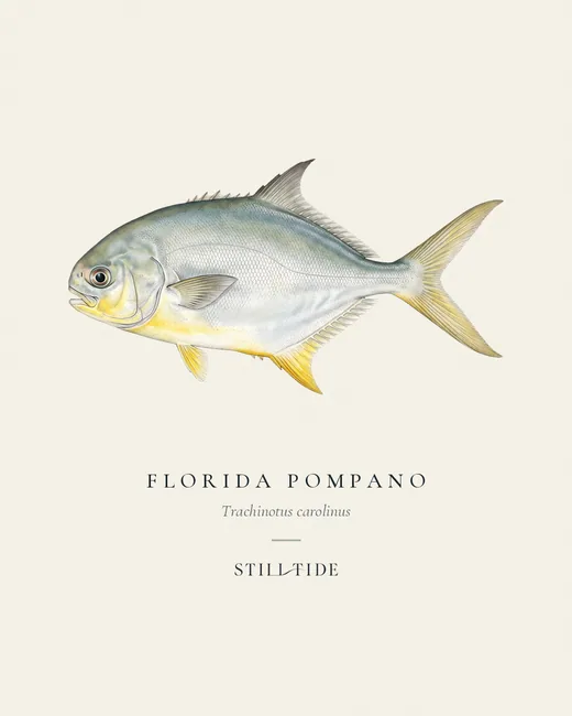 Florida Pompano specimen print