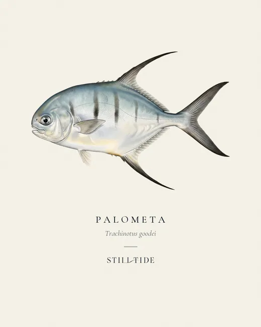 Palometa specimen print