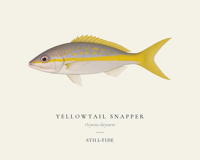Yellowtail Snapper (Ocyurus chrysurus) specimen print