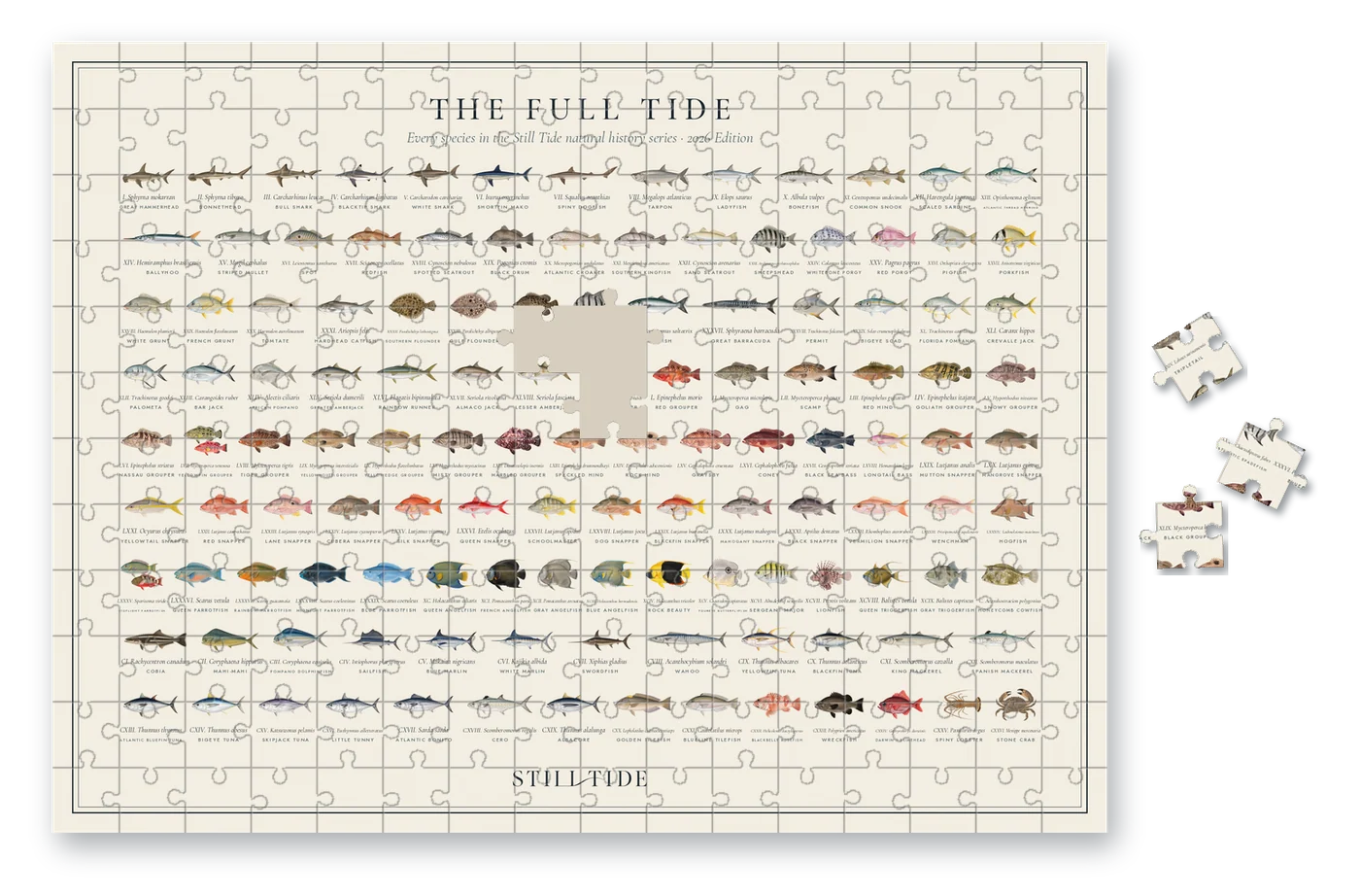 Natural History Puzzle · The Full Tide