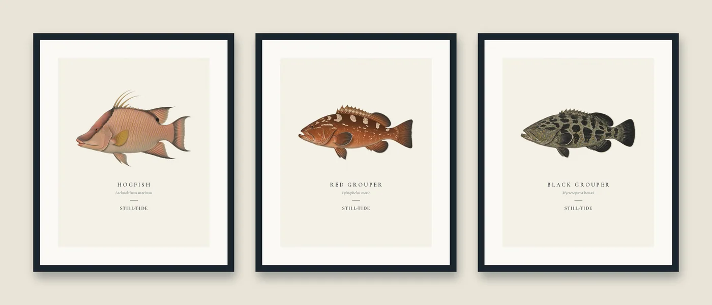 The Reef Table Trio: three framed prints hung together