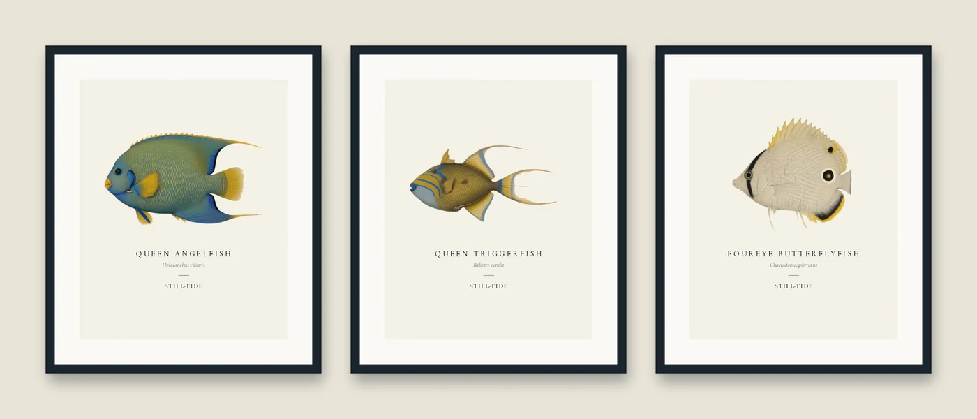 The Reef Trio: three framed prints hung together
