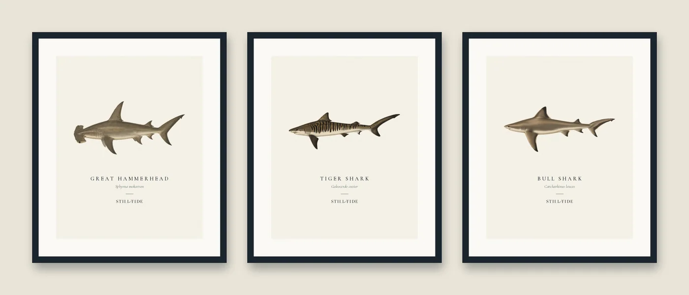 The Shark Trio: three framed prints hung together