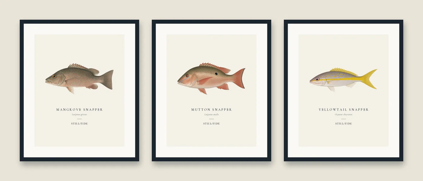 The Snapper Trio: three framed prints hung together