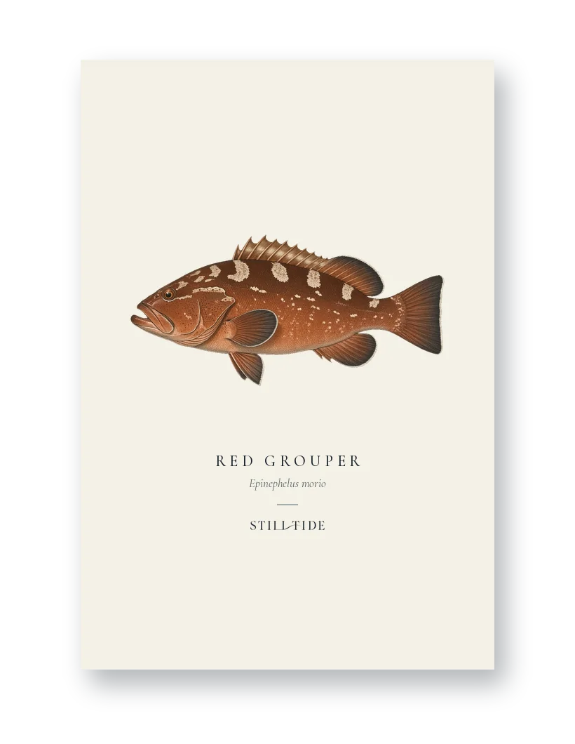 Notecards with Red Grouper illustration